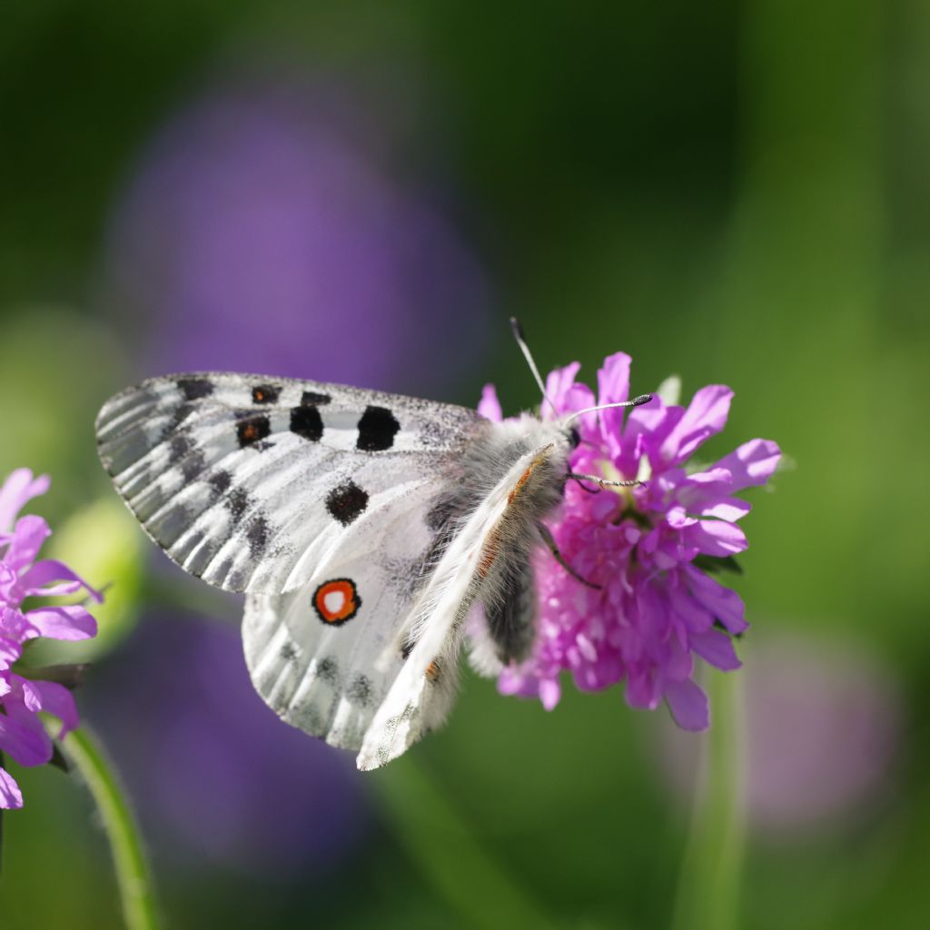 Parnassius apollo